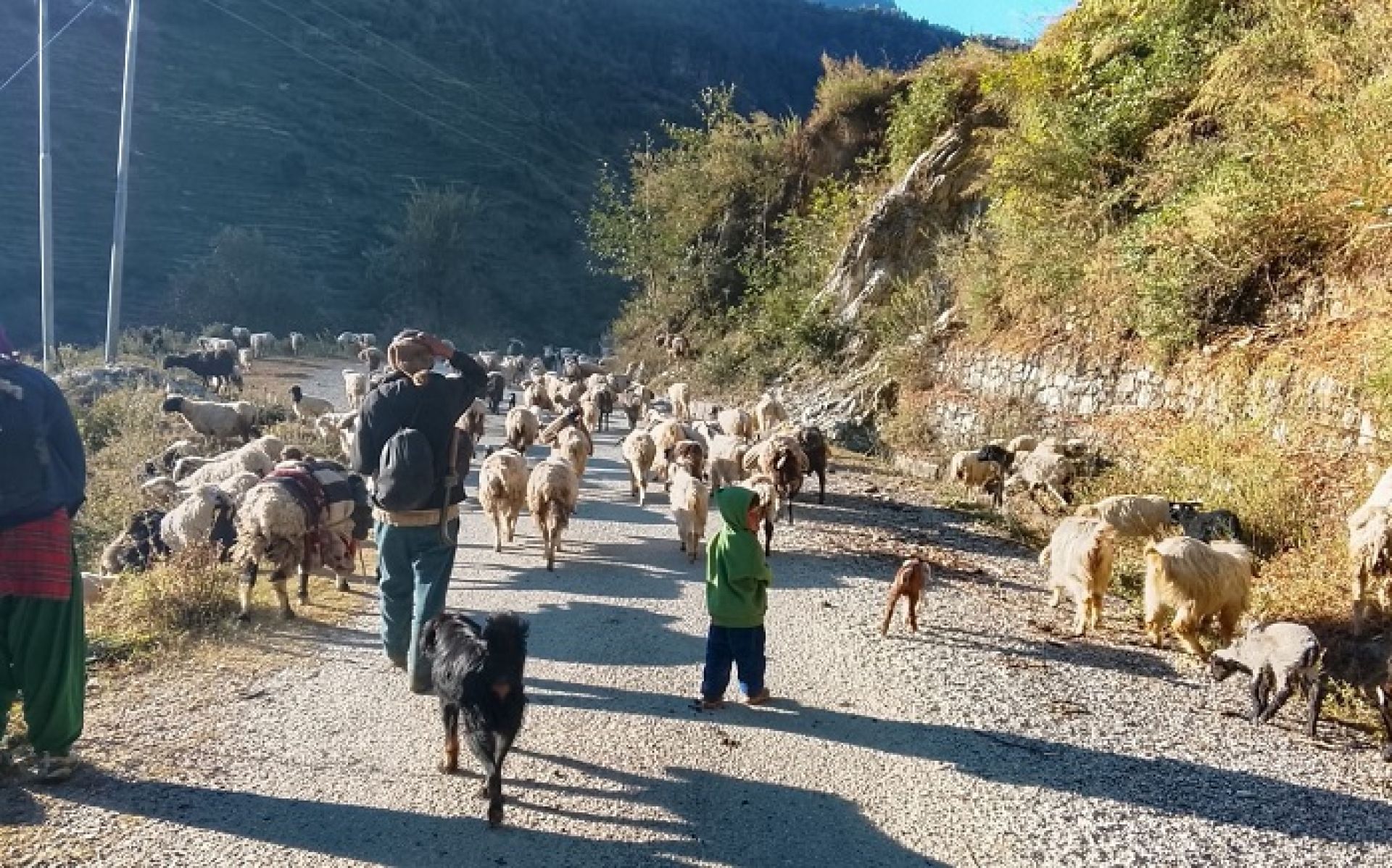 हिमपात र चिसो छल्न बेँसीतिर झर्दै भेडीगोठ